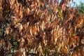 Brown dried leaves.