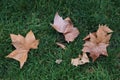 Brown dried maple leave fall on green grass Royalty Free Stock Photo