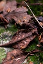 Brown dried out autumn leaves on the green vegetation ground macro close up shot Royalty Free Stock Photo