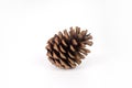 Brown pine cone on white background photographs