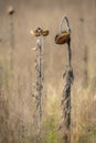 Brown dried up sunflower with drooping head