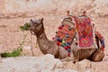 Brown dromedary camel sitting in the desert sand, grazing on the vegetation Royalty Free Stock Photo