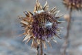 Brown dry artichoke flowers in a field Royalty Free Stock Photo