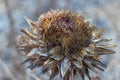 Brown dry artichoke flowers in a garden Royalty Free Stock Photo