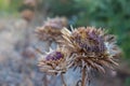 Brown dry artichoke flowers in a garden Royalty Free Stock Photo