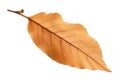 Brown dry autumn tree leaf isolated on white background. Generative AI realistic illustration Royalty Free Stock Photo