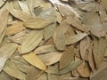 Brown dry Bay leaves Royalty Free Stock Photo