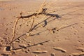 Brown dry branch. shrub brought on the sandy beach by the stormy sea current Royalty Free Stock Photo