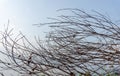 Brown dry branches and twig of the tree under blue sky background Royalty Free Stock Photo