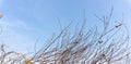 Brown dry branches and twig of the tree under blue sky background Royalty Free Stock Photo