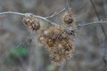 Brown dry buds on a stem of wild burdock Royalty Free Stock Photo