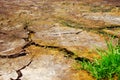 Dry Soil Grass Royalty Free Stock Photo