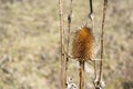 brown dry dispacus sylvestris brown dry in autumn Royalty Free Stock Photo