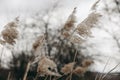 Brown dry ears of grass, reed over blurred grey sky, dark tree branches. Moody autumn, winter landscape. Closeup of