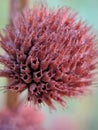 brown dry flower macro photo