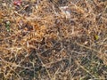 Brown Dry grass, Hay, texture Royalty Free Stock Photo