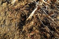 Brown Dry Grass Herb Texture Royalty Free Stock Photo