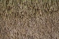 Brown dry grass lines pattern for nature leaves grass roof or wall, background and texture Royalty Free Stock Photo