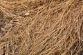 Brown dry grass texture. Royalty Free Stock Photo