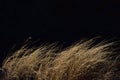 Brown dry Grasses drifting in wind of autumn. Royalty Free Stock Photo