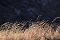 Brown dry Grasses drifting in wind. Royalty Free Stock Photo