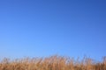 Brown dry Grasses drifting in wind. Royalty Free Stock Photo