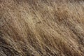 Brown dry Grasses drifting in wind. Royalty Free Stock Photo