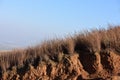 Brown dry Grasses drifting in wind. Royalty Free Stock Photo