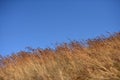 Brown dry Grasses drifting in wind. Royalty Free Stock Photo