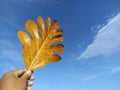 Brown dry leaf of breadfruit in hand on blue sky background. Person holding or showing autumn leaf color.