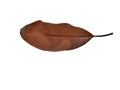 Brown dry leaf that resembles a woman`s lips isolated on white background Royalty Free Stock Photo