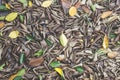 Brown Dry leaves fall on the ground in garden. Royalty Free Stock Photo