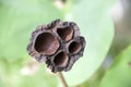 Brown dry lotus pod tree on the tree in the lotus pot. This plant is an aquatic perennial. Royalty Free Stock Photo