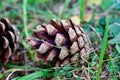 brown dry pinecone lying in grass in public park Royalty Free Stock Photo