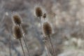 brown dry thorny thistle buds on stems