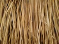 Vetiver grass texture