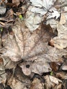 Brown dry withered leaves on the ground Royalty Free Stock Photo