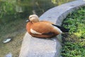 Brown duck, Brazilian species, tropical bird