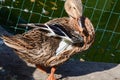 A brown duck cleans feathers on the shore of a pond or bird pool at the zoo.