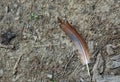 Brown duck feather in the barn yard