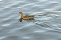 Duck swims on a water