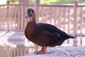 The brown duck on the lake edge