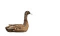 Brown Duck Lie Down Isolated on White Background, Clipping Path Royalty Free Stock Photo