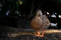 Brown duck with light entries and dark background