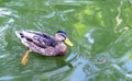Brown duck mallard swims in a pond