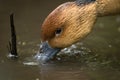 Brown duck's face drinking water Royalty Free Stock Photo