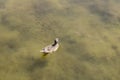 Brown duck and small fishes floating on the lake Royalty Free Stock Photo