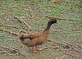 Brown duck stand on nature background