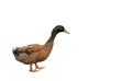 Brown duck standing isolated on white background, clipping path Royalty Free Stock Photo