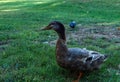 Duck standing on a meadow Royalty Free Stock Photo